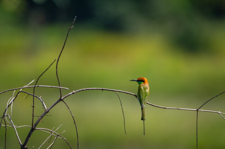 Green Bee-eater Birds perched on branches, Colorful insectivorous birdsの写真素材