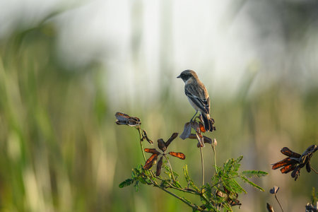 eastern stonechat bird perched on the branches