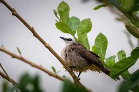 Yellow-vented Bulbul, Pycnonotus goiavierの写真素材
