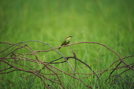 Green Bee-Eater birds perched on a branch  are looking for insects to be eatenの写真素材