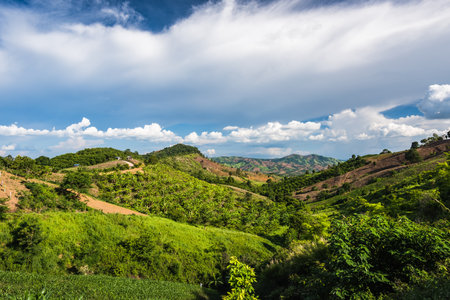Mountain forest invasion, Concept of global warmingの写真素材