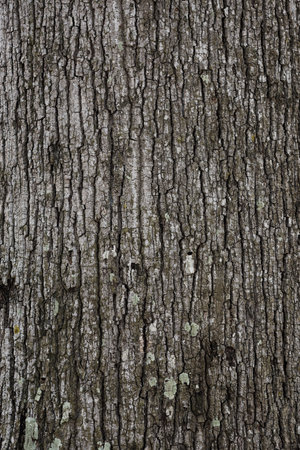 bark texture background, Brown Tree trunk close upの写真素材