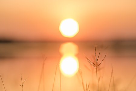 Soft focus grass flower spring, autumn nature wallpaper abstract spring nature backgroundの写真素材
