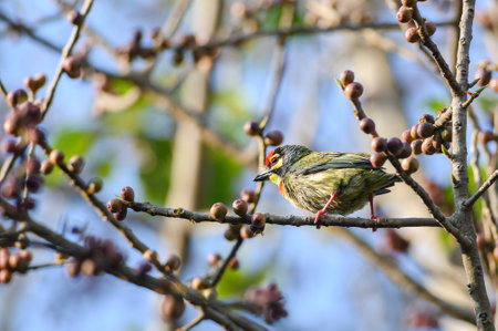 Coppersmith Barbet bird eating fruitの写真素材