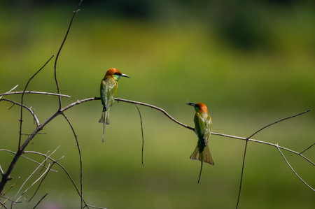Green Bee-eater Birds perched on branches, Colorful insectivorous birdsの写真素材