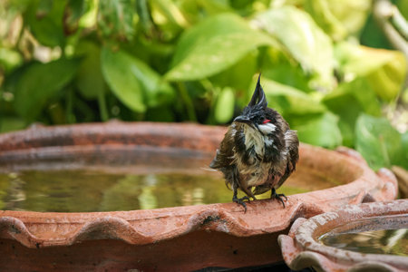 Red-whiskered bulbul birds playing in the waterの写真素材