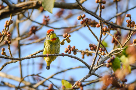 Coppersmith Barbet bird eating fruitの写真素材