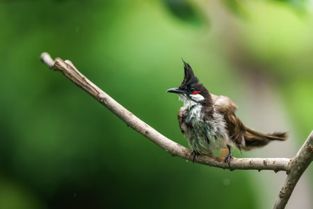 Red-whiskered bulbul bird perched on the branchesの写真素材