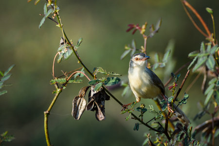 Prinia inornata bird perched on the branchesの写真素材