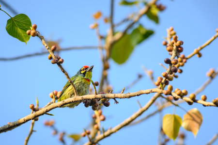 Coppersmith Barbet bird eating fruitの写真素材