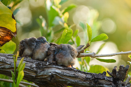 family of Columbidae birds perched on the branches in winterの写真素材