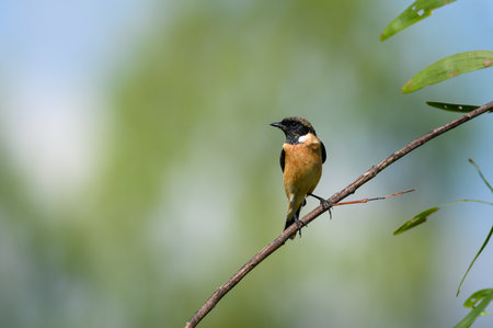 eastern stonechat bird perched on the branchesの写真素材