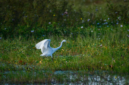 The Intermediate Egret bird is looking for food in the riverの写真素材