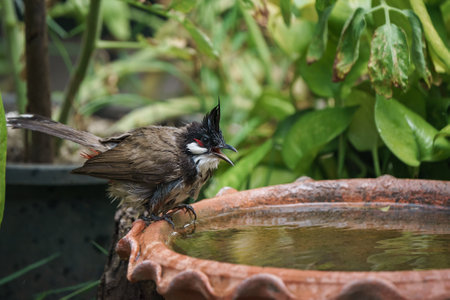 Red-whiskered bulbul birds playing in the waterの写真素材