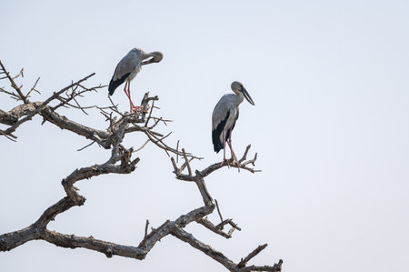 Openbill stork bird perched on the branchesの写真素材