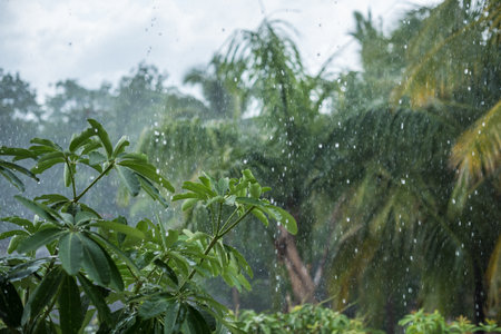 Rain is falling on the top of the tree.