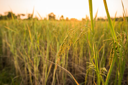 Fresh rice paddy in field on sunsetの写真素材