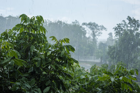 Rain is falling on the top of the tree.の写真素材