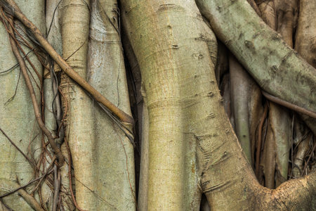 Closeup of big tree root texture in the garden as background, wallpaperの写真素材