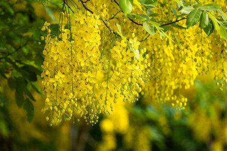 Golden shower, Indian laburnum flowerの写真素材