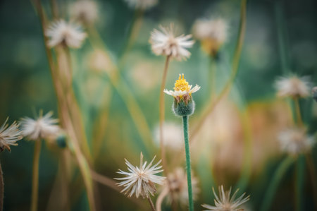 Grass flower in the meadow vintage style background and copy spaceの写真素材