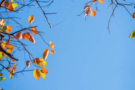 Orange leaves on blue sky background in autumn, changing seasons