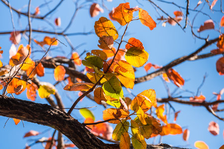 Orange leaves on blue sky background in autumn, changing seasonsの写真素材