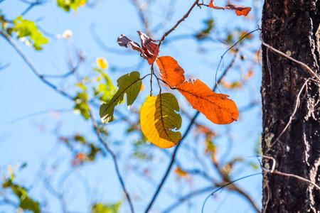 Orange leaves on blue sky background in autumn, changing seasonsの写真素材