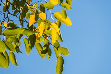 Orange leaves on blue sky background in autumn, changing seasonsの写真素材