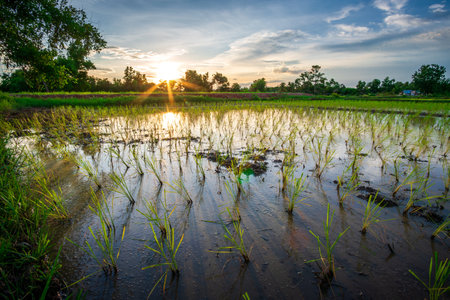 Green rice fields landscape on sunset, Rural Farming in Southeast Asiaの写真素材