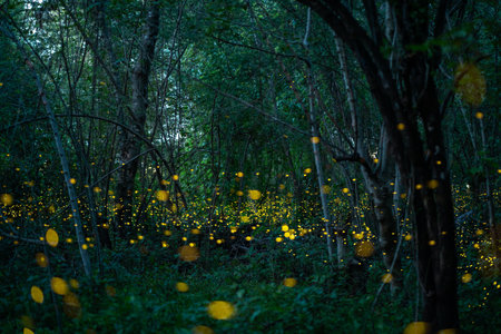 Fireflies shine bright in the rainforest at night time, a beautiful night in the rainy season. yellow light bokehの写真素材