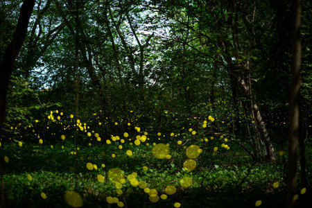 Fireflies shine bright in the rainforest at night time, a beautiful night in the rainy season. yellow light bokehの写真素材