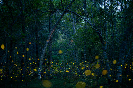 Fireflies shine bright in the rainforest at night time, a beautiful night in the rainy season. yellow light bokehの写真素材