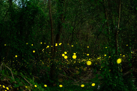 Fireflies shine bright in the rainforest at night time, a beautiful night in the rainy season. yellow light bokehの写真素材