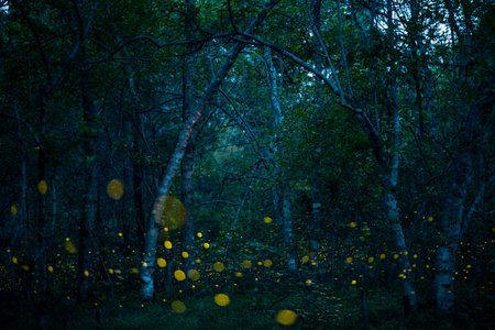 Fireflies shine bright in the rainforest at night time, a beautiful night in the rainy season. yellow light bokehの写真素材