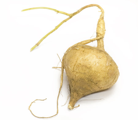 jicama isolated on white backgroundの写真素材