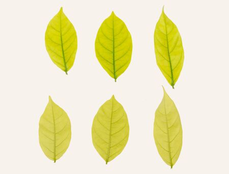 set of yellow color leaves isolated on white backgroundの写真素材