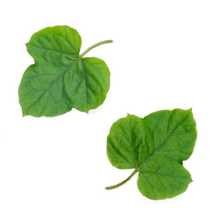 Coccinia grandis leaf isolated on white background