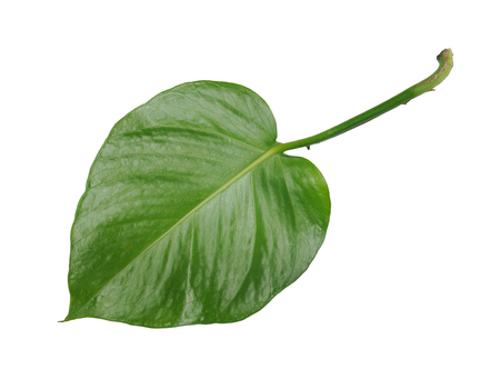green pothos leaf back side isolated on white backgroundの写真素材