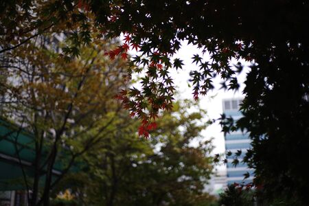 red maple leafの写真素材