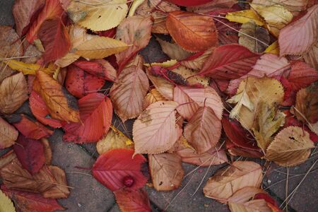 autumn leaf