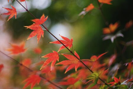 red maple leafの写真素材