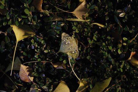 Ginkgo leaf and water dropの写真素材
