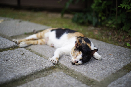 Lay down & rest street catの写真素材
