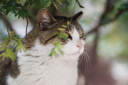 Cute Lovely Street catの写真素材