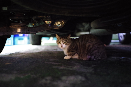 Lovely cute street catの写真素材