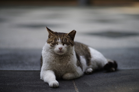 Cute Lovely Street catの写真素材