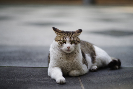 Cute Lovely Street catの写真素材