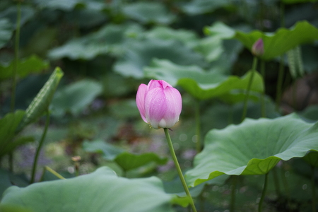 Beautiful lotus flower in summerの写真素材