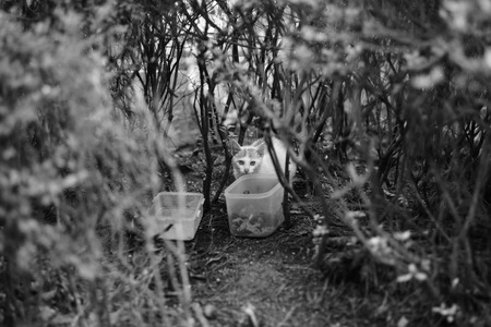 Lovely cute street cat (black and white)の写真素材